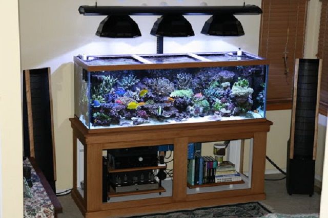 Chi Tiet Ve Cac Buoc Huong Dan Lam Den Led Cho Be Ca